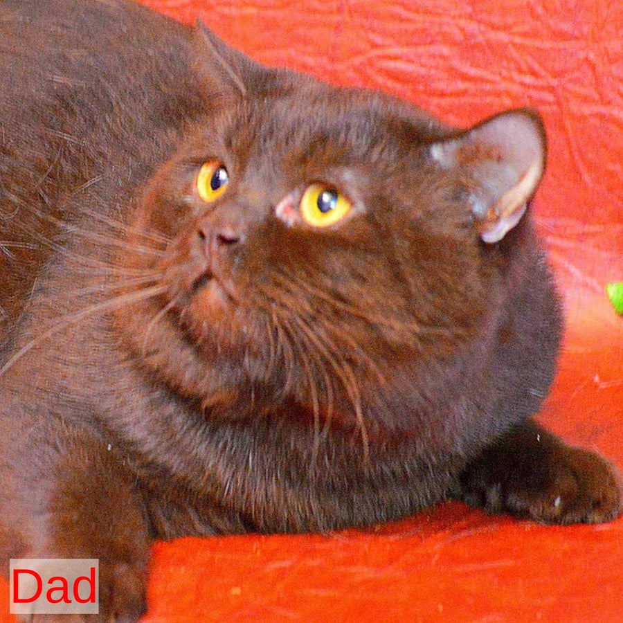Emelya Scottish Fold male, blue