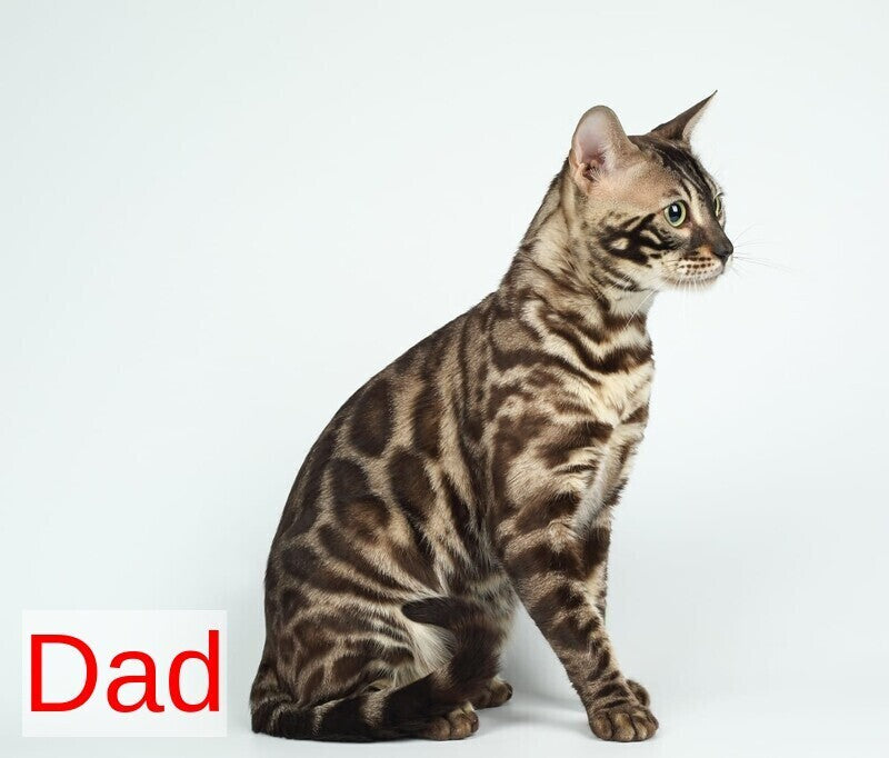 Helen Bengal female black spotted tabby pointed - live animals