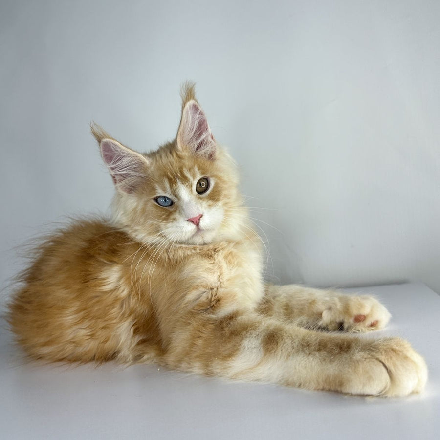 Carter Maine Coon male, red silver tabby with white
