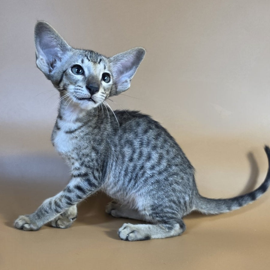 Yorick Oriental Shorthair male, black spotted tabby