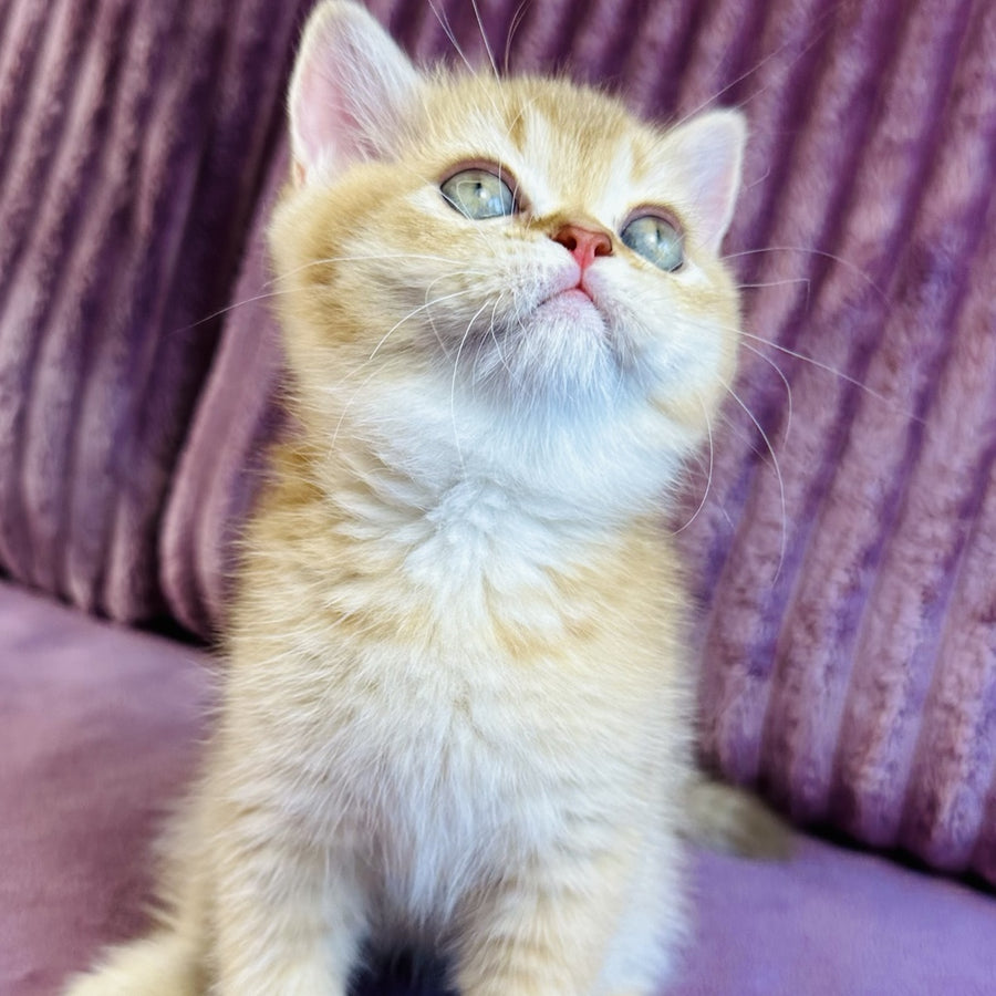 Golden Rose British Shorthair female, cinnamon golden shaded