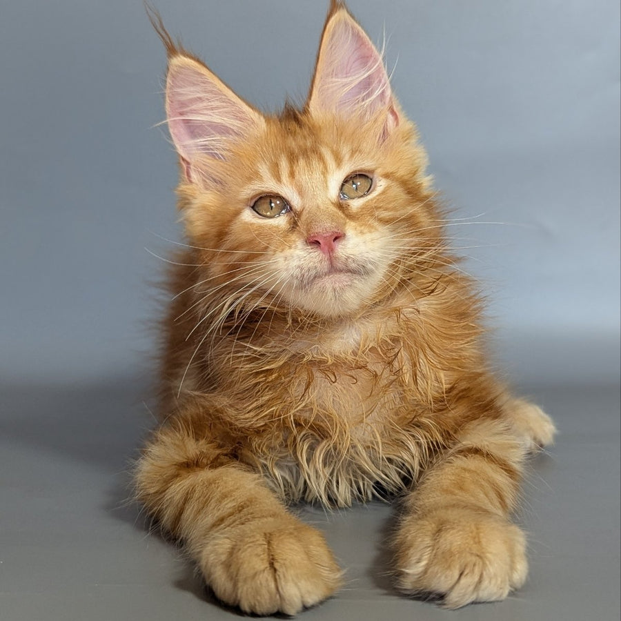 Lion Maine Coon male, red silver ticked tabby
