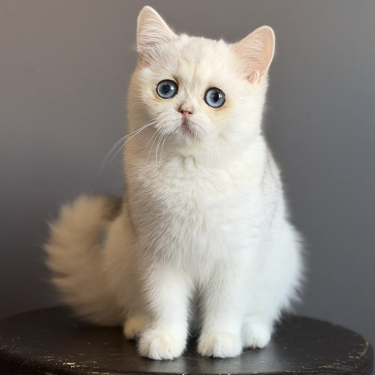 Vika British Shorthair female, black silver chinchilla