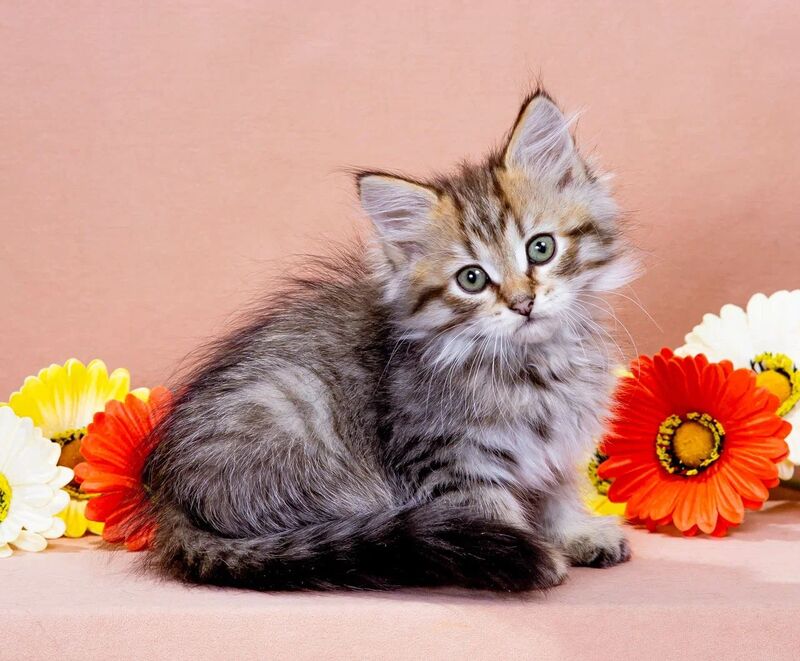 Garfield Siberian male black spotted tabby - live animals