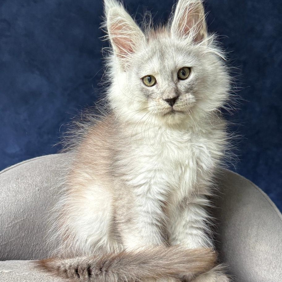 Yeller Maine Coon male, black silver