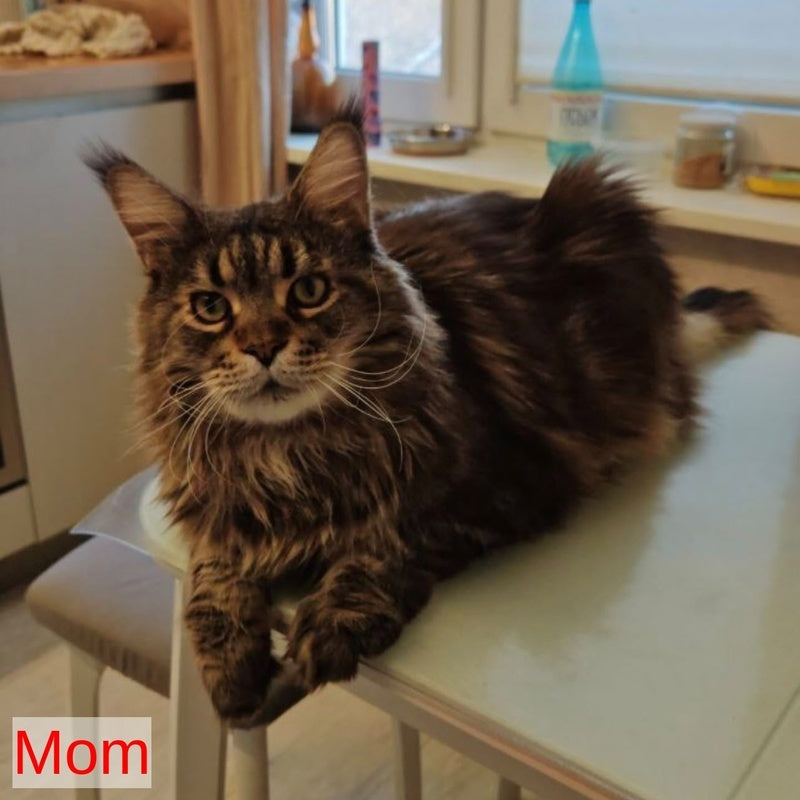 Amur Maine Coon male, red tabby with white