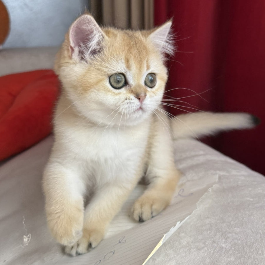 Elvira Scottish Straight female, black golden shaded