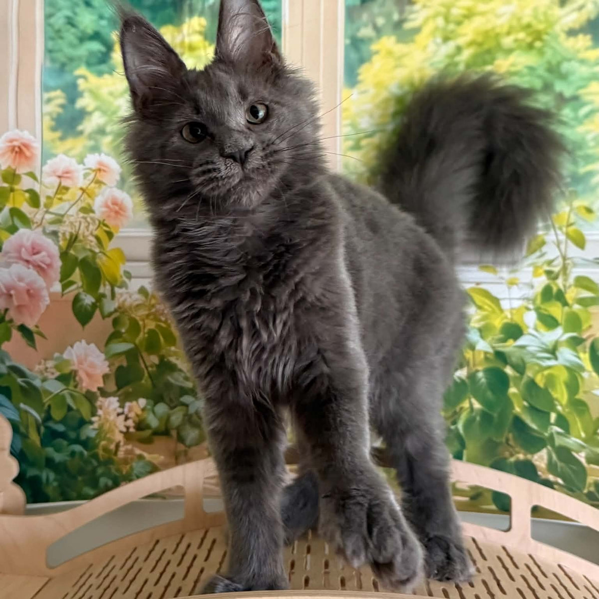 Yeremey Maine Coon polydactyl 6x6x6x6 male, blue