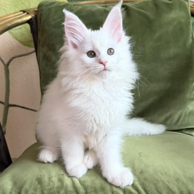 Cleopatra Maine Coon female, white