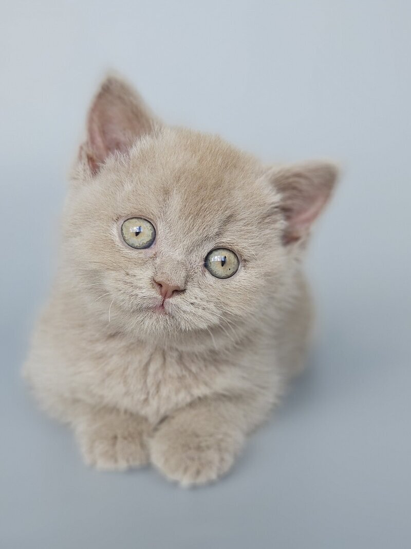 Aster British Shorthair female, fawn