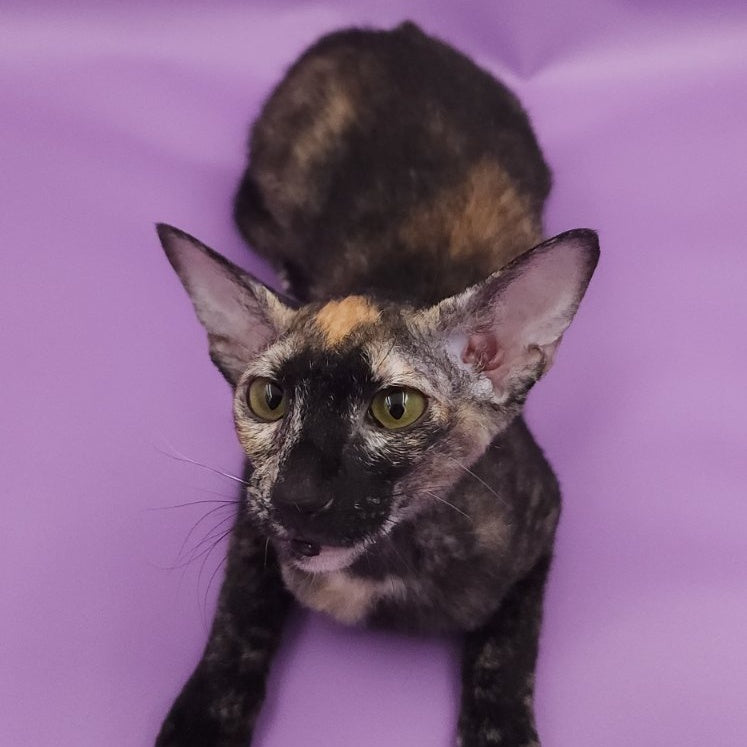 Queen of Spades Oriental Shorthair female, black tortie
