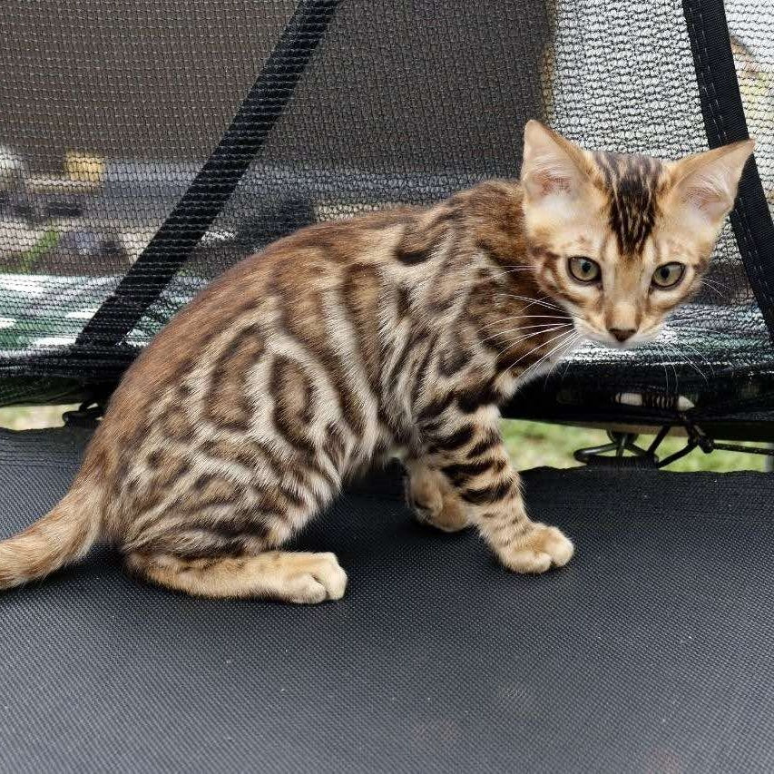 Touluz Bengal male, black spotted tabby