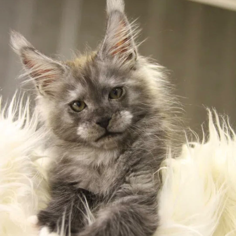 Quito Maine Coon male, black silver with white