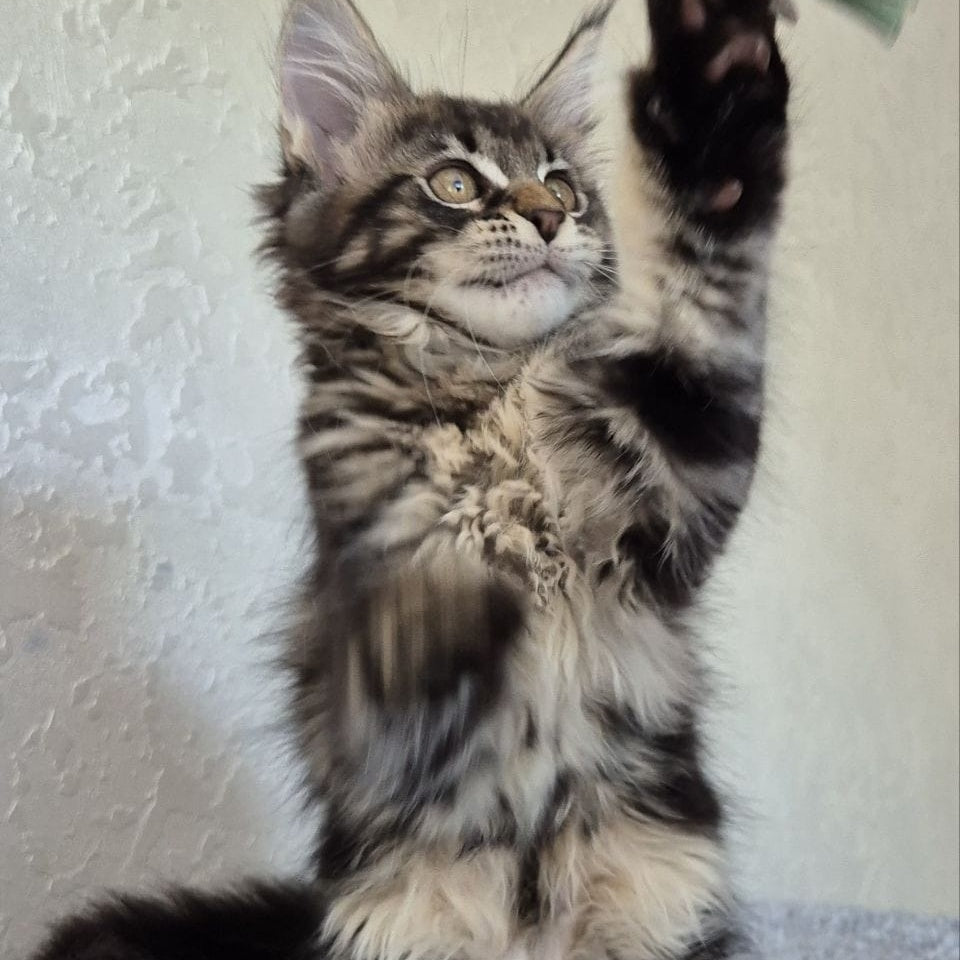 Kaisaria Maine Coon female, black tabby