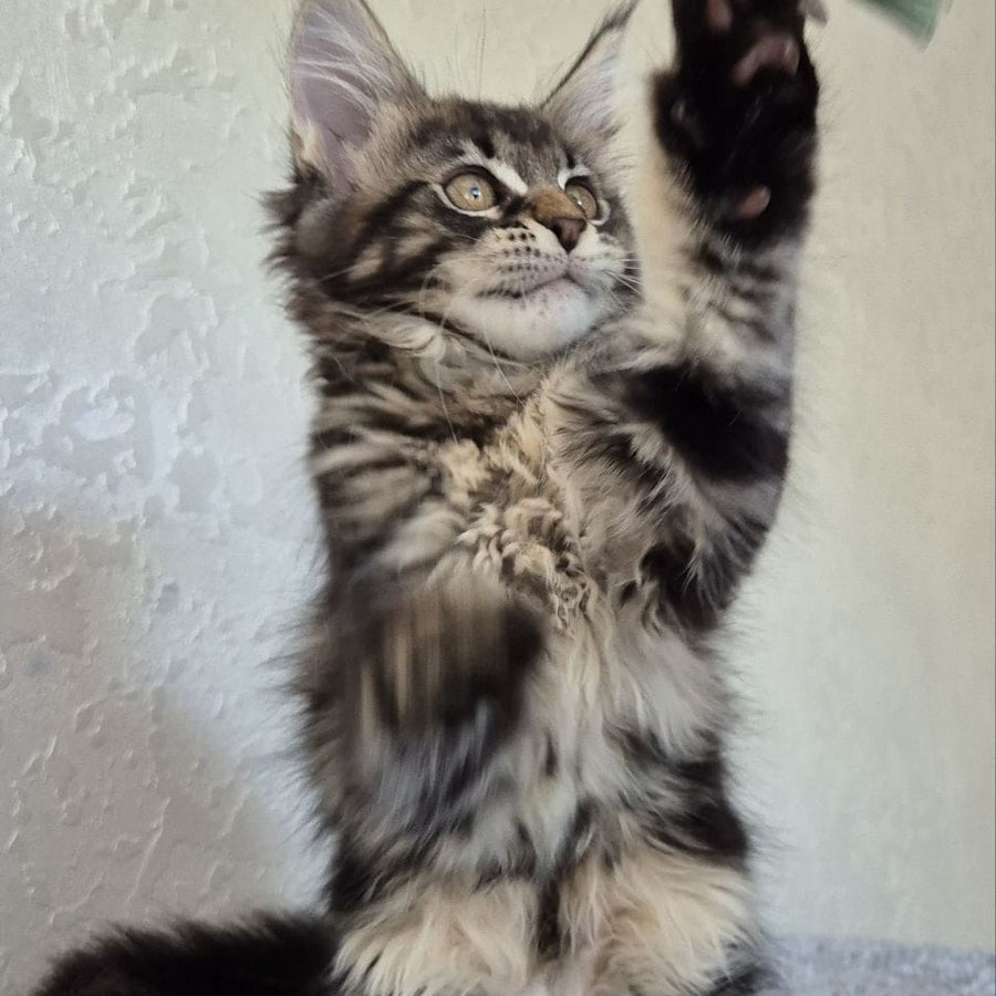 Kaisaria Maine Coon female, black tabby