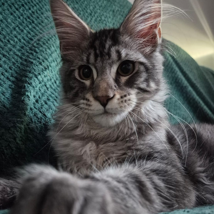 Karate Maine Coon male, black silver tabby
