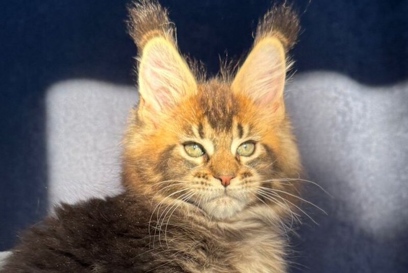 Ganova Maine Coon male black ticked tabby live animals