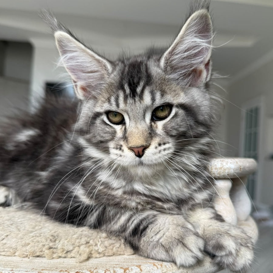 Jeya Maine Coon female, black silver tabby