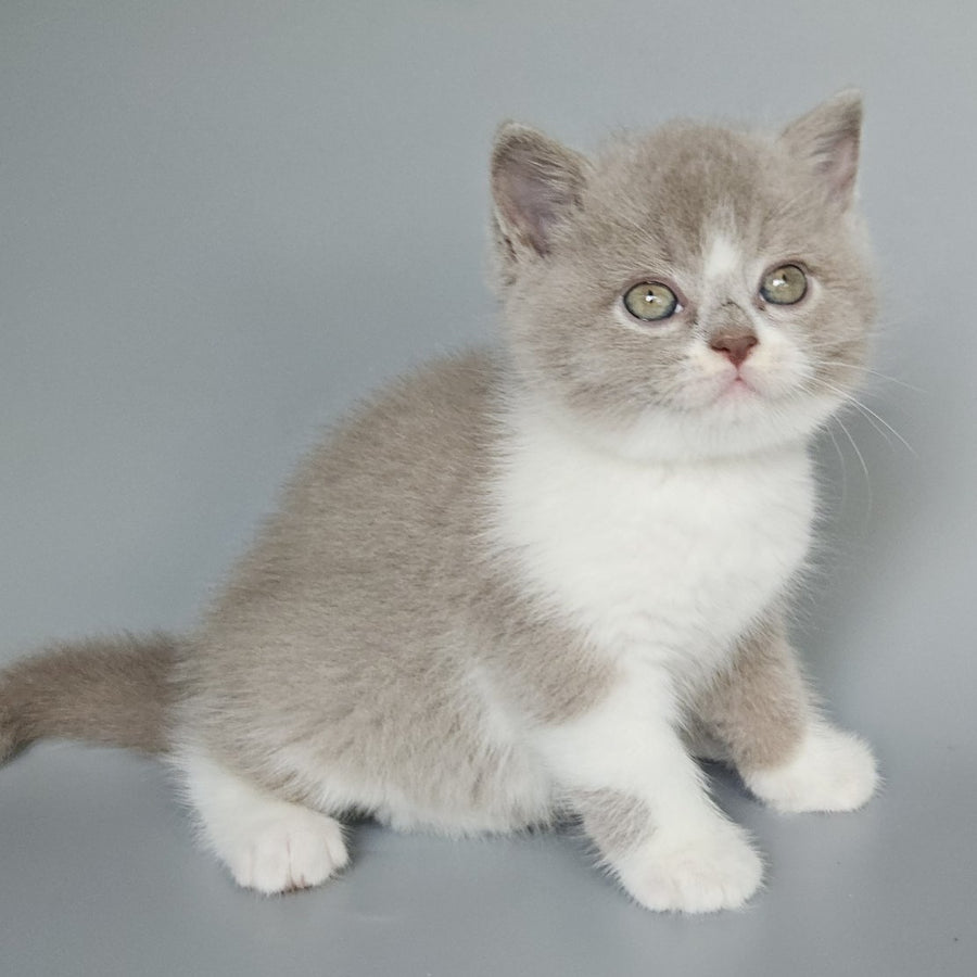 Bruno British Shorthair male, fawn bicolour