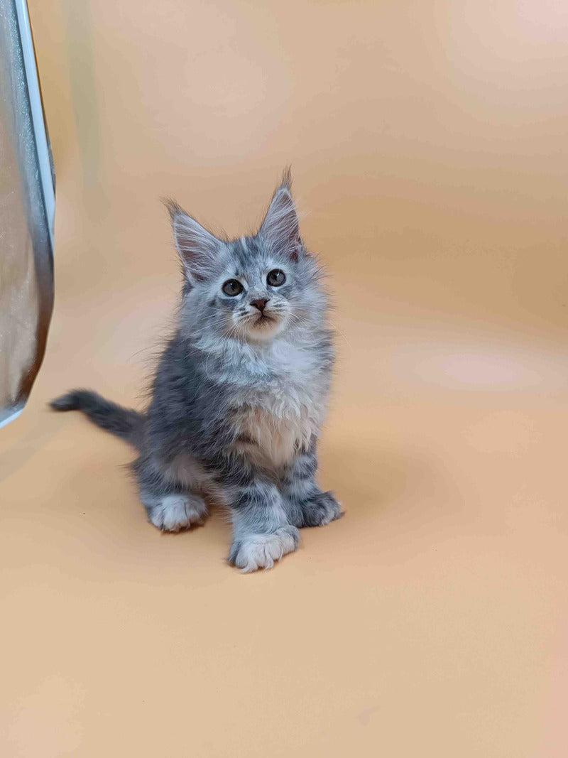 Juliana Maine Coon polydactyl 6x6x6x6 female, black tortie silver