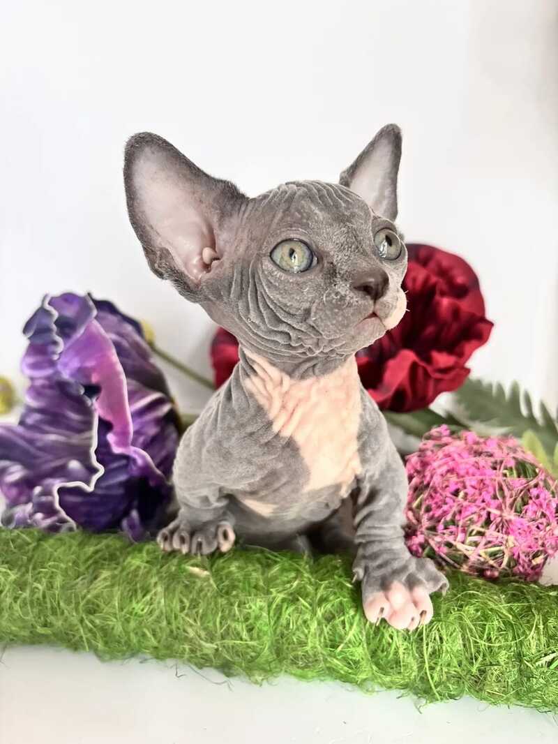 Barni Bambino male blue bicolour - live animals