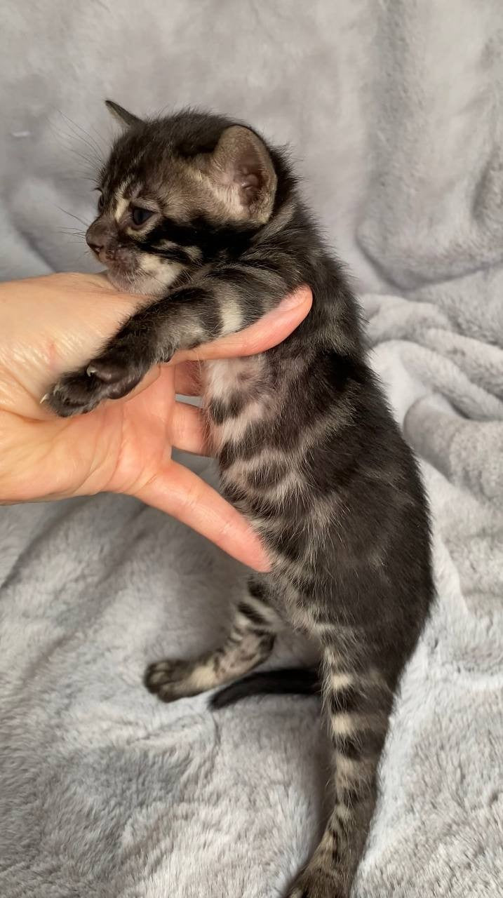 Isolde Bengal female black amber spotted tabby live animals