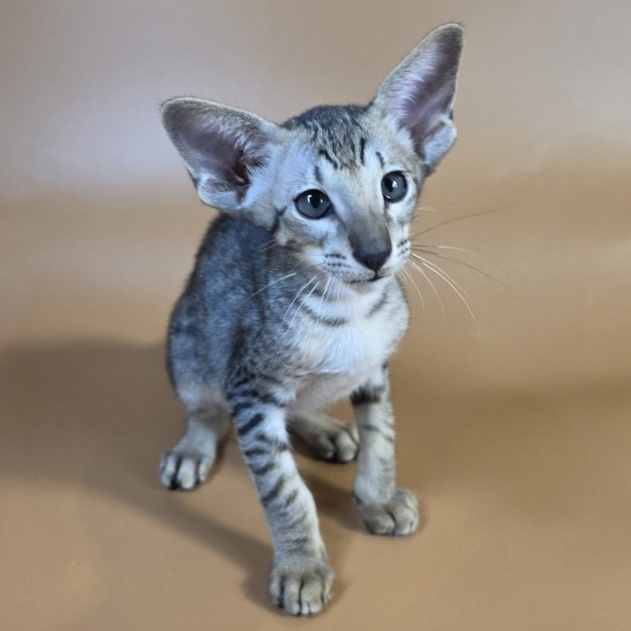 Yorick Oriental Shorthair male, black spotted tabby