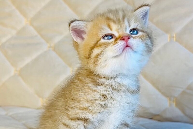 Evelyn British Shorthair female, cinnamon golden spotted tabby