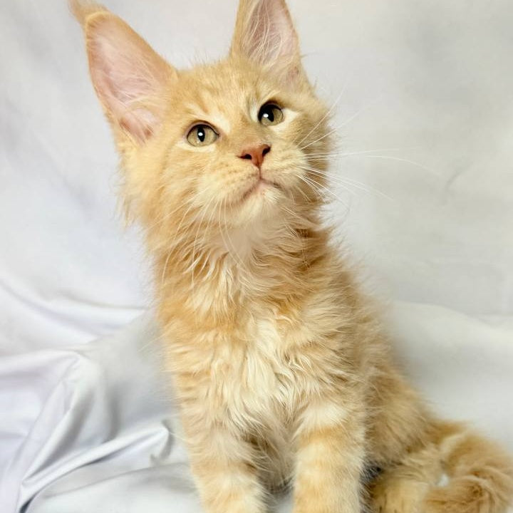 Lazarus Maine Coon polydactyl 6x6x6x6 male, cream silver tabby