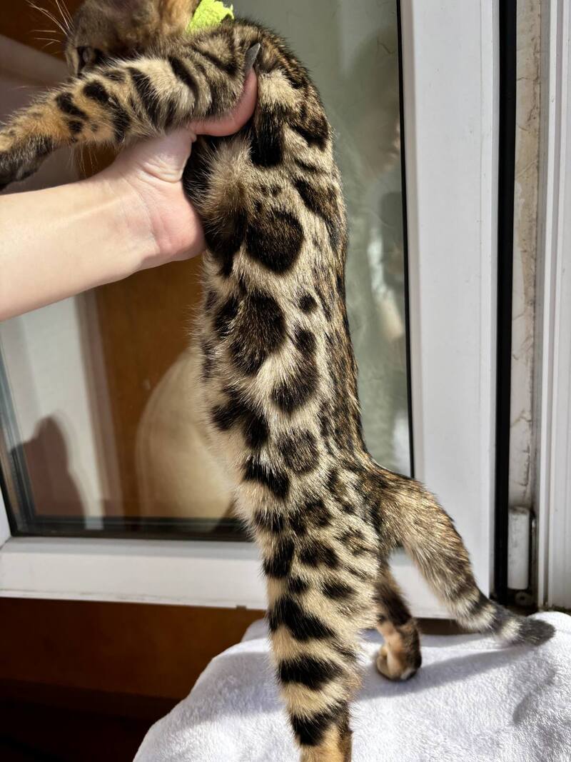 Lola Bengal female black spotted tabby - live animals