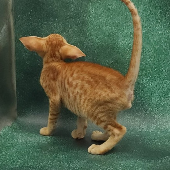 Zаnder Oriental Shorthair male, red spotted tabby