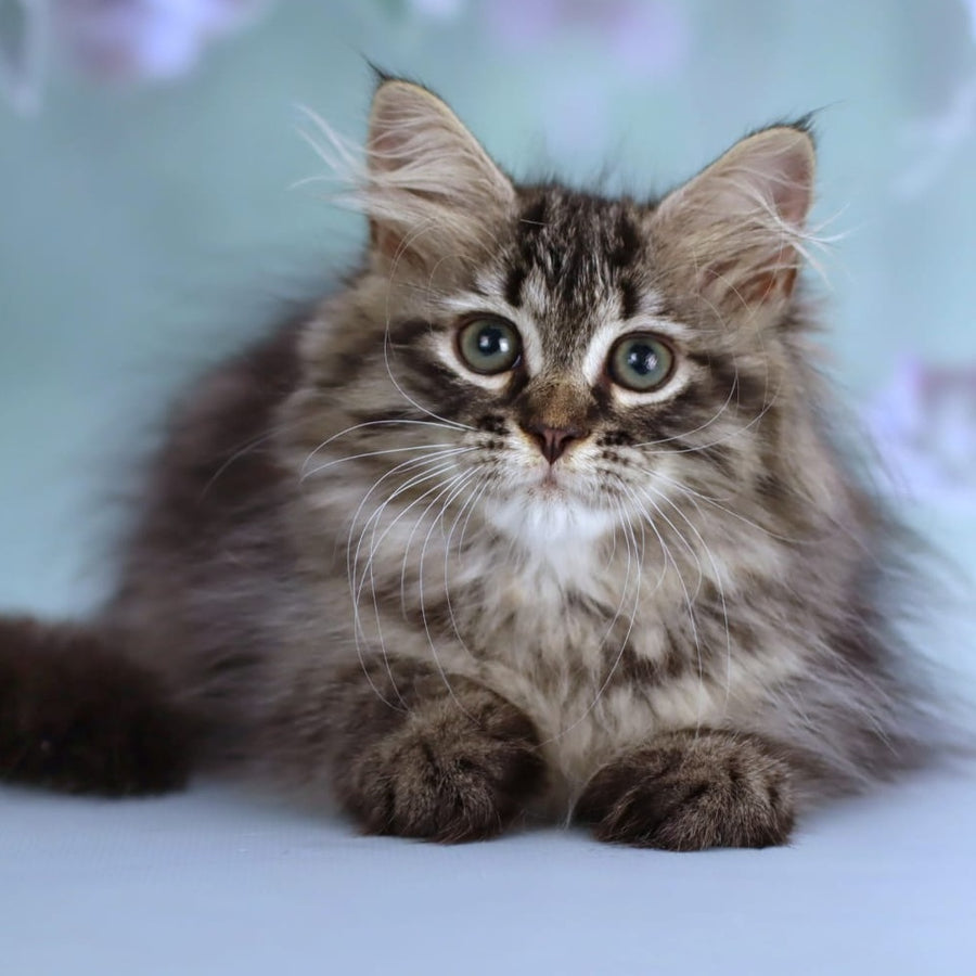 Gemma Siberian female, black spotted tabby