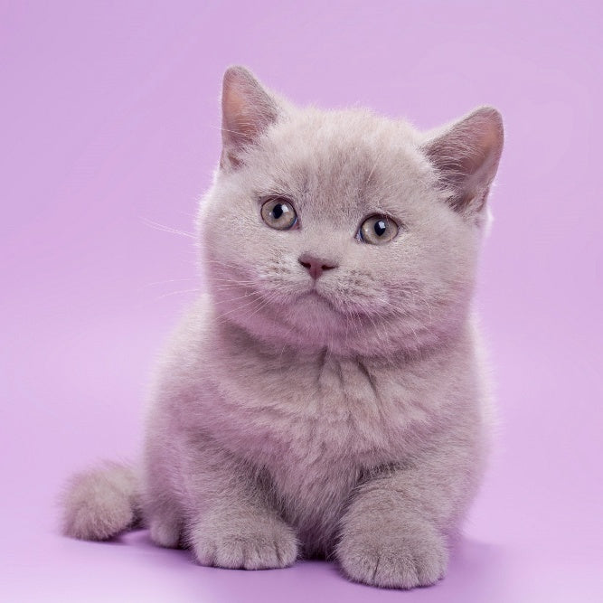 Sassy British Shorthair female, lilac