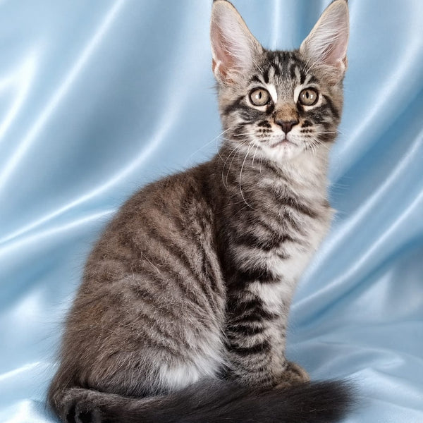 Vulf Maine Coon male, black tabby