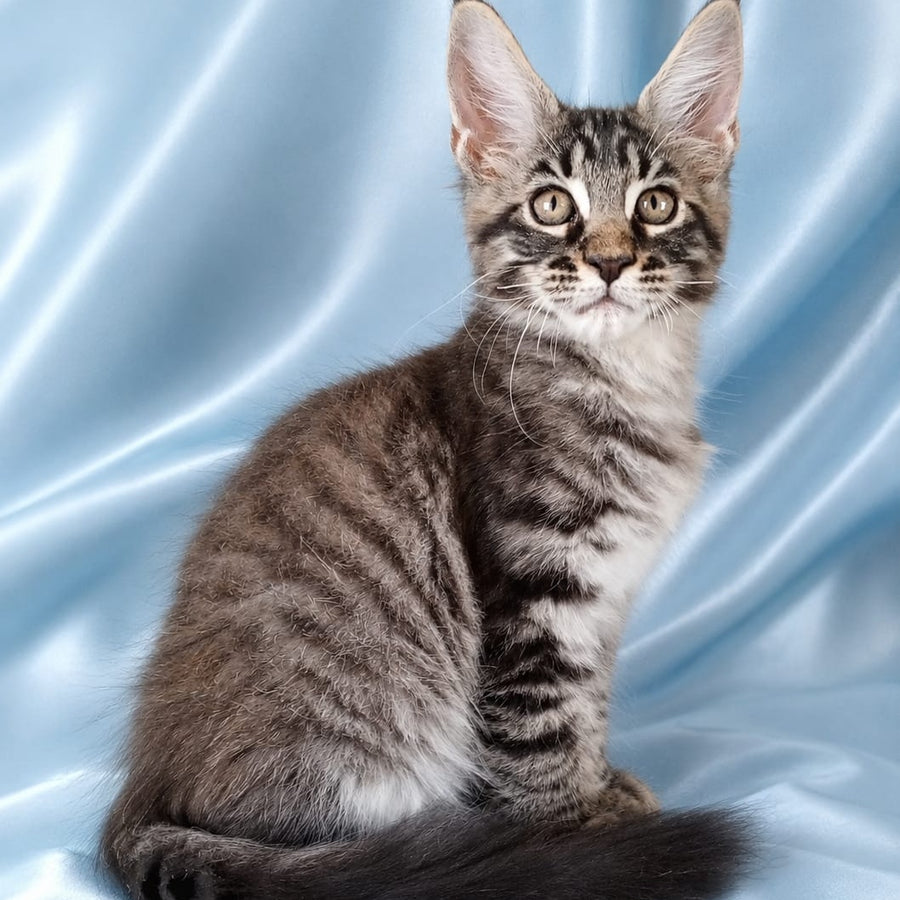 Vulf Maine Coon male, black tabby