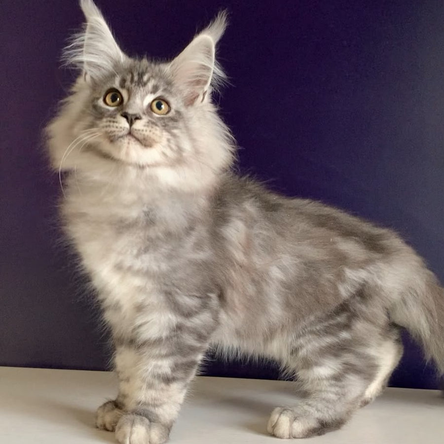 Manchester Maine Coon male, black silver tabby