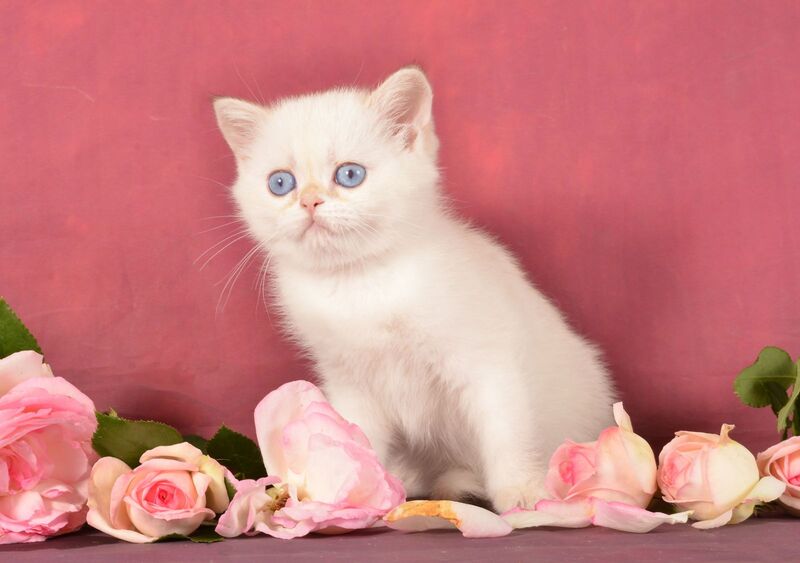 Osana Scottish Straight female, chocolate silver shaded pointed
