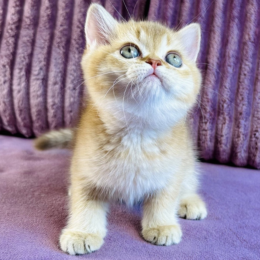 Golden Rose British Shorthair female, cinnamon golden shaded