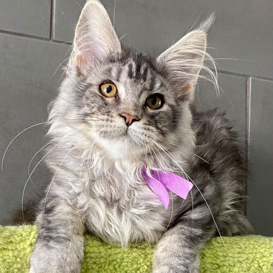 Asuncion Maine Coon male, black tabby