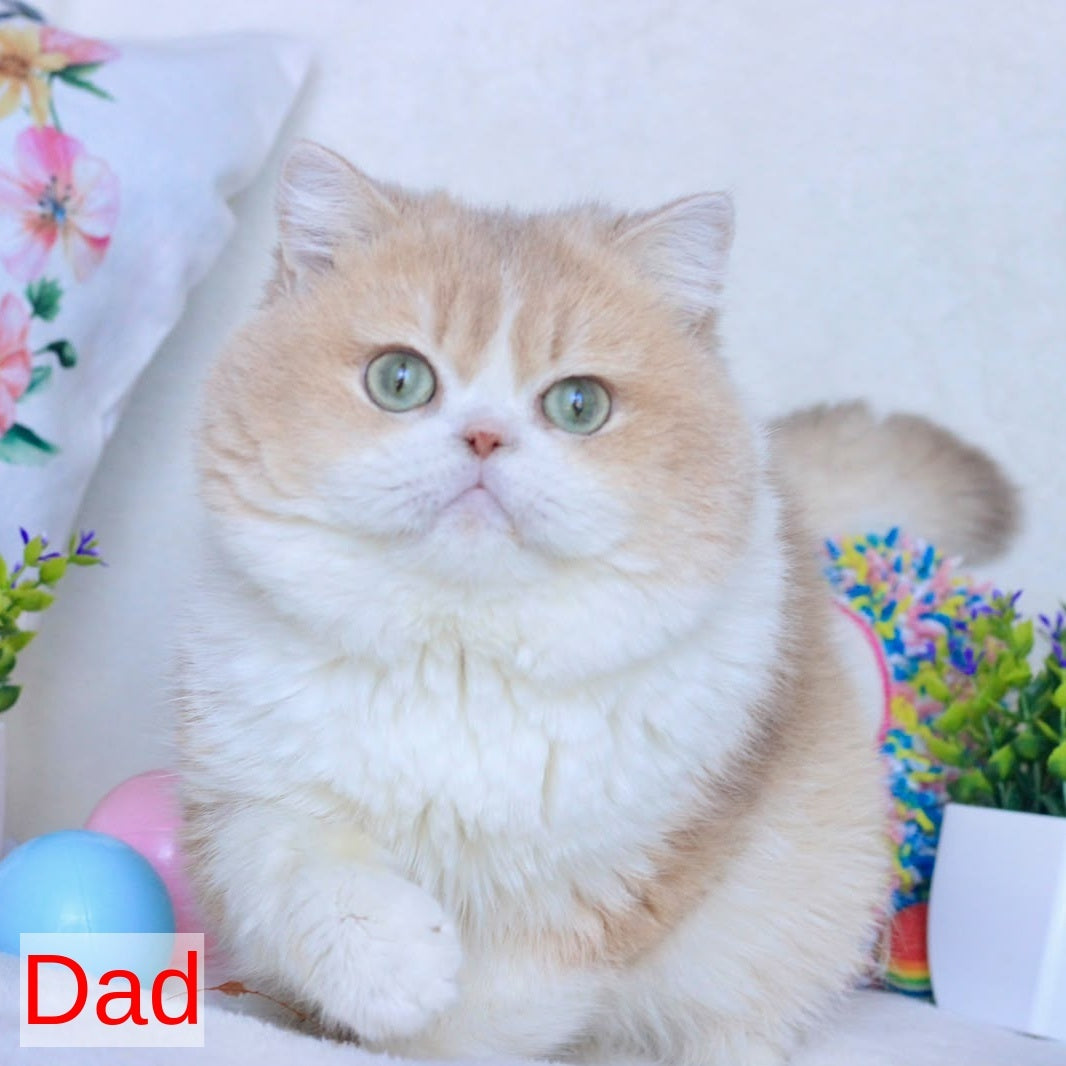 Zhalli British Shorthair female, black golden chinchilla