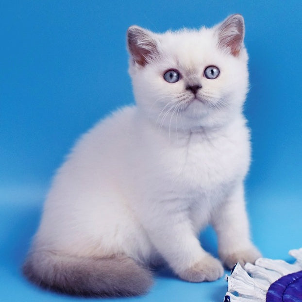 Almaz British Shorthair male, lilac pointed