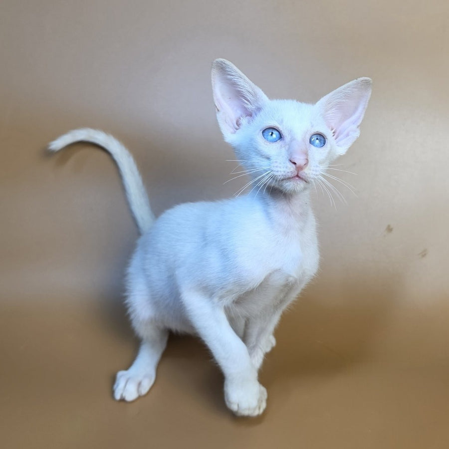 Draco Siamese male, red