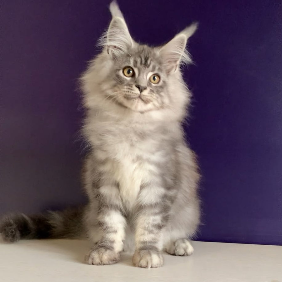 Manchester Maine Coon male, black silver tabby