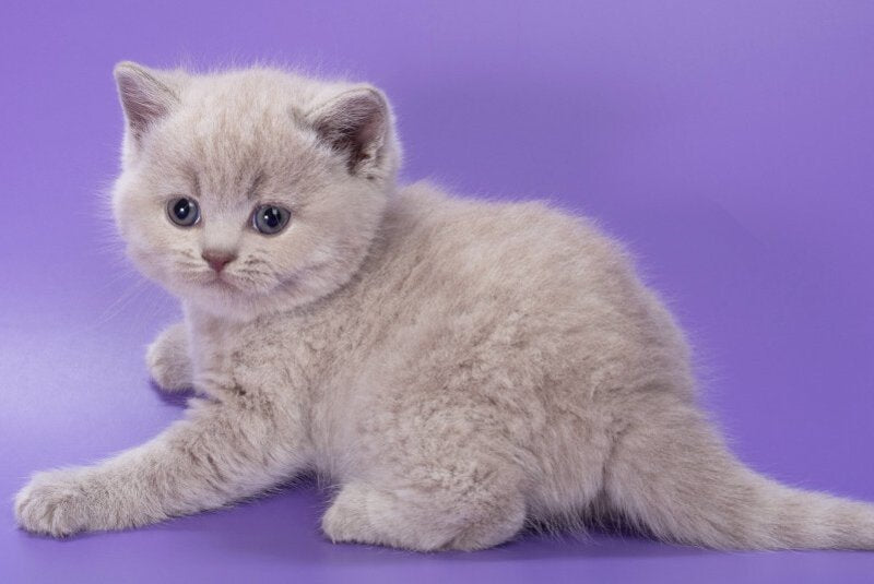 Paloma British Shorthair female, lilac