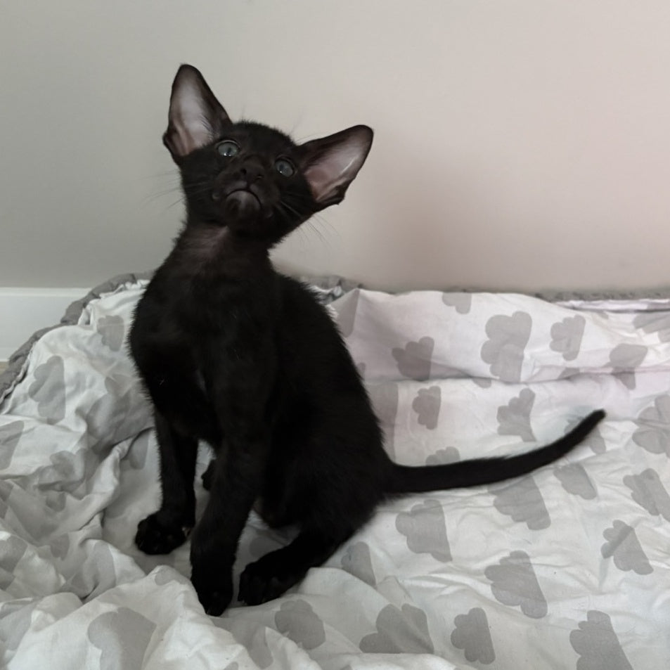 Dexter Oriental Shorthair male, black
