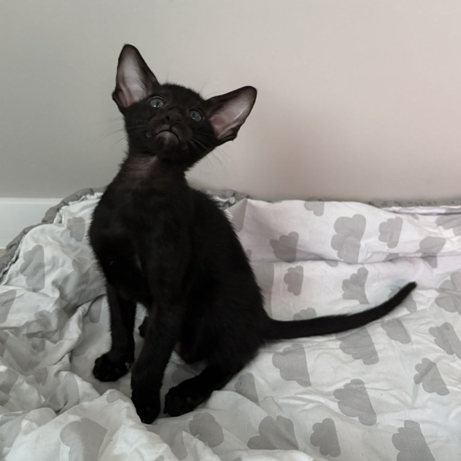 Dexter Oriental Shorthair male, black