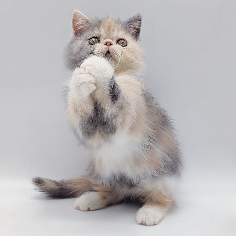 Klava Exotic female, blue tortie bicolour