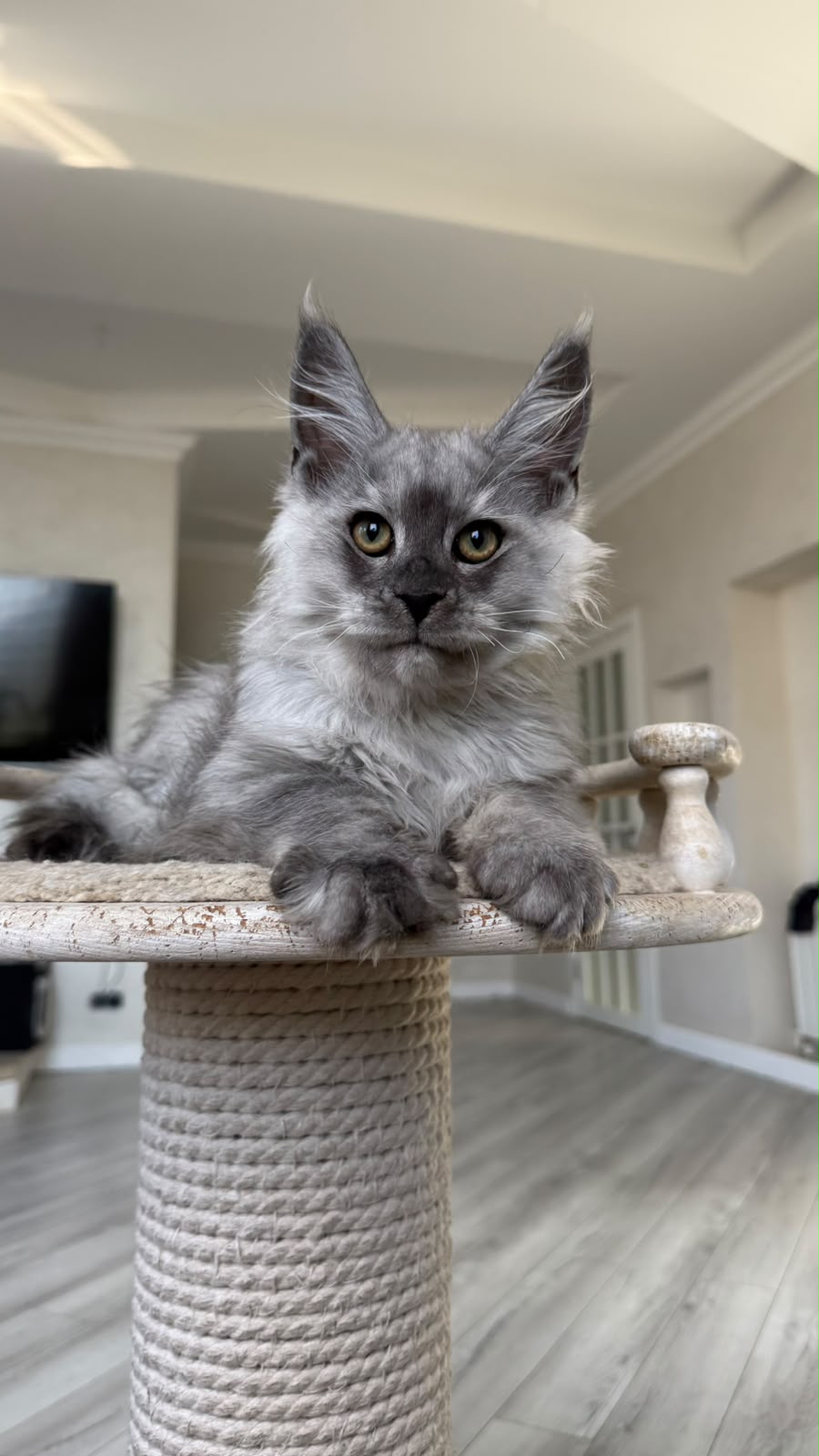 Pirat Maine Coon male, black silver
