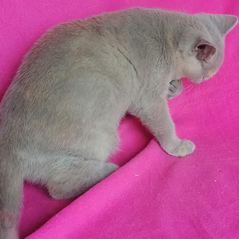 Leona British Shorthair female, lilac tortie