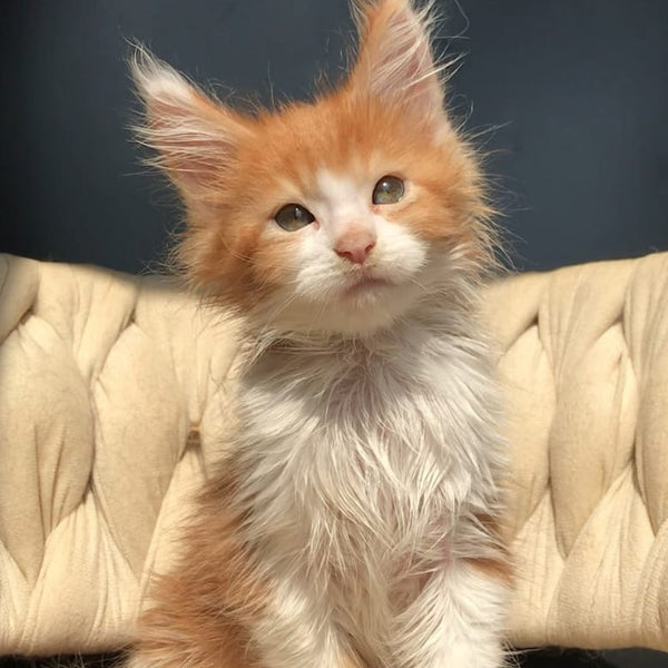 Amos Maine Coon male, red bicolour